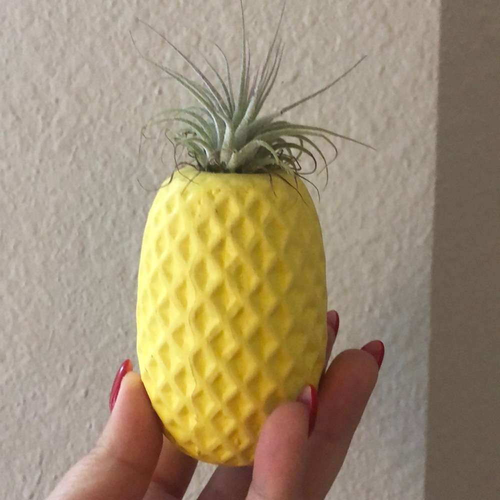 Cute pineapple airplant - perfect for any decor